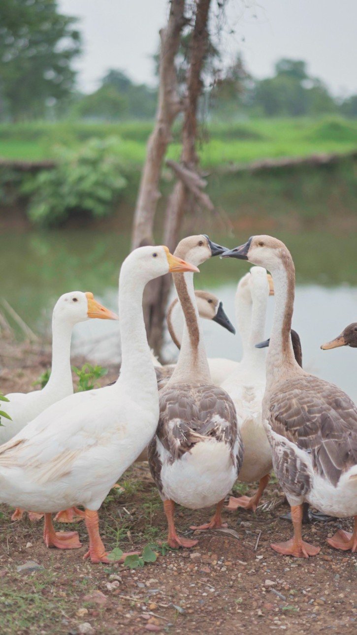 BIRD AVIARY/BIRD FEEDING (PAX)